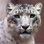 Are you excited about Snow Leopard?