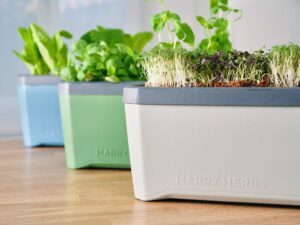 gusta garden