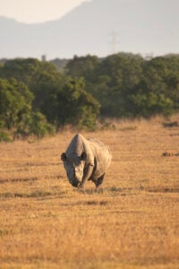 Rhinos Conservation